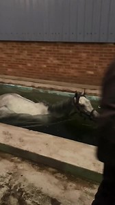 Our race day presenter Roger Hart takes a look around the Ian Williams’ stable ahead of the Racing League coming to Wolverhampton on September 7th 👇🐎 Ian Williams is a key part of the Wales & The West team who currently lead the Racing League table 🤩 #WolverhamptonRaces | Wolverhampton Racecourse