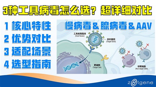 3种工具病毒怎么选？超详细对比 精准选型指南｜慢病毒＆腺病毒＆AAV