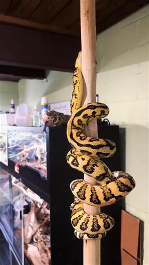Amazing Carpet Python Up Close | Stunning Yellow & Black Morph #shortvideo #python #snake