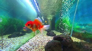 Colourful blue aquarium with lovely coloured mixed Gold fish. Rocks coral and plants in their magical light colours fish tank