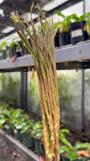 Jordan's Jungle Inc. | Amorphophallus bulbifer is on her way to gather even more energy! 🌱 -Last year she reached an impressive 6 feet tall, and after checking... | Instagram