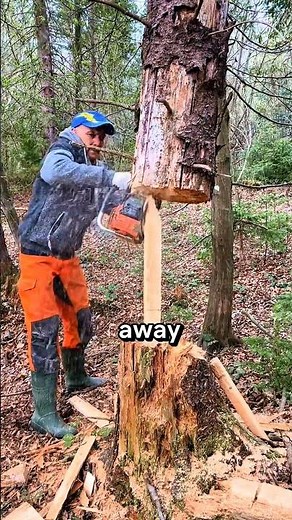 This tree seems to refuse to be knocked down #wood #nature #feedshorts #tree