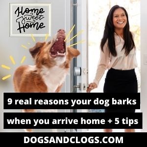 9 Real Reasons Your Dog Barks When You Arrive Home + 5 Tips