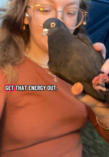 Cute Pigeon Sounds While Dog Walks by Fire