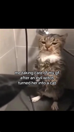 Cat Transformation Love Story