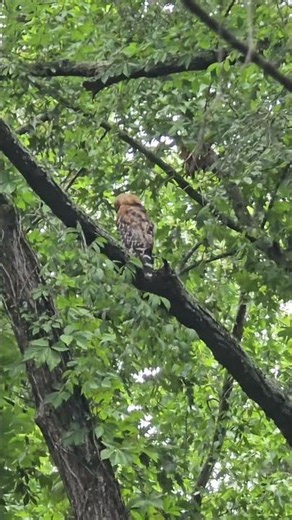Red Shouldered Hawk