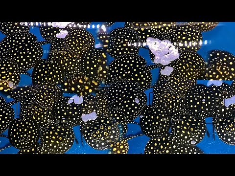 AMAZING STINGRAYS FISHS STORE TOUR!! Freshwater Stingrays Varieties - freshwater stingray tank setup
