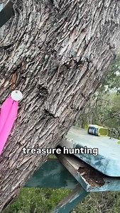 3.1K views · 7 comments | found lunch money for today during a tree survey! for my fellow folks that do field work, what’s the best thing you’ve found in the woods? | chingosoftrees | Facebook