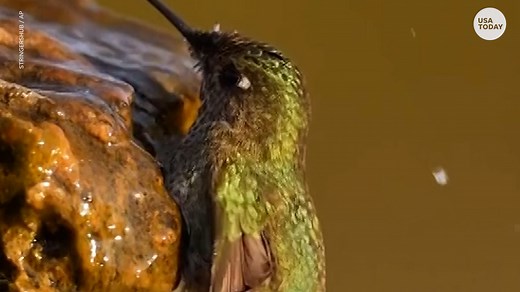 14K views | Scrubadub dub! It’s bath time for this hummingbird. | USA TODAY Video | Facebook