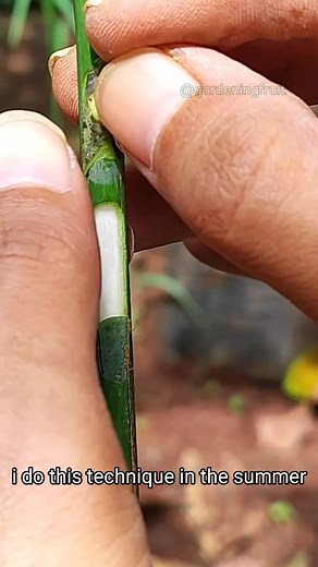 Mango Tree Bud Grafting Techniques | Reviving Traditional Methods