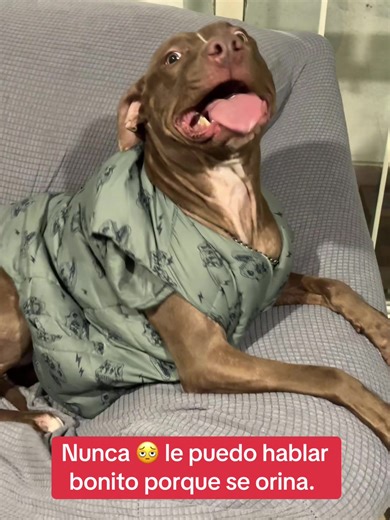 Perra miona 🫩🫩 pero la amo. #perrostiktokers #perrijos #pitbullsoftiktok #travesuras #pitbulllove