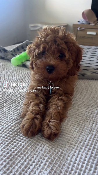 Bobby the Toy Cavoodle on TikTok