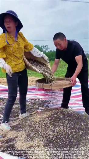 Winnowing Fresh Seeds with a Basket! 🌾🌀