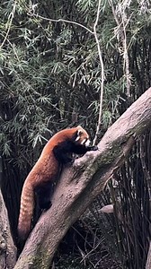 11 reactions | At the Chengdu Research Base of Giant #Panda Breeding, playful red pandas steal the spotlight as nimble "treetop athletes." Darting and balancing on lush branches with tails as counterweights, they showcase gymnastic agility, mirroring the vibrant energy of #Chengdu, the host city of the 2025 World Games. #TWG2025 #GameonChengdu #ChinaTravel #ChinaTour | China Plus South Africa | Facebook