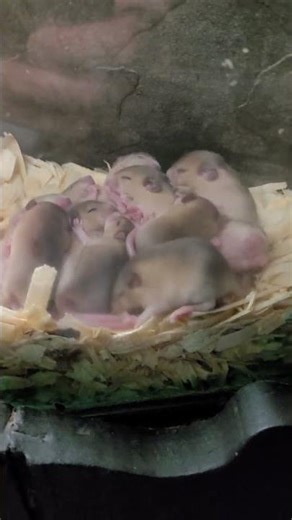 Tiny Mice, Big Cuteness 🐭✨