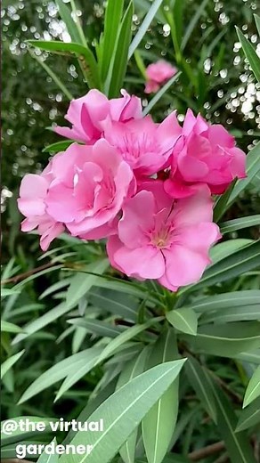 warning! these 5 common plants are actually toxic! ⚠️🚫