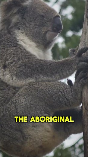 The Koala Sleeps 20 Hours a Day But Why So Long? #koalasleep #animalfacts