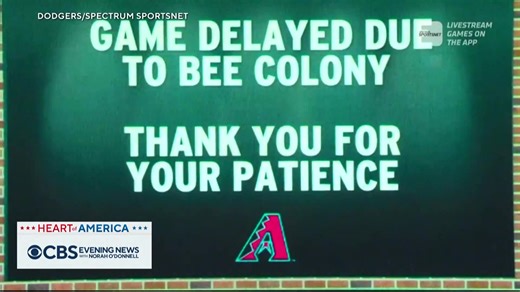 Beekeeper Matt Hilton had the honor of throwing the first pitch at the Diamondbacks-Dodgers game on Tuesday for putting an end to a nearly two-hour delay caused by a swarm of bees discovered right behind home plate. | CBS Evening News
