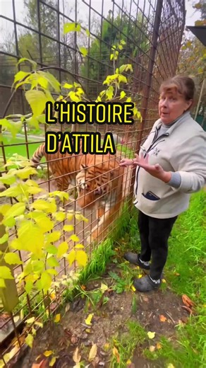 Connaissez-vous l’histoire d’Attila, le tigre de 17 ans ? #tigre #tiger #bigcats #savetigers #animals #zoo #parczoologique #caressedetigre #bigcatsoftiktok #animalsoftiktok #lions