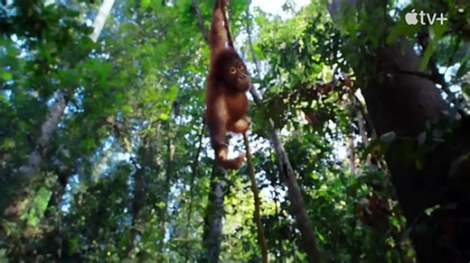 The Secret Lives of Animals — Official Trailer | Apple TV+
