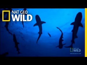 Swimming with the Turtles | Nat Geo Wild
