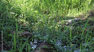 Dark water in the swamp in the park. Swamp greenery around the water. Reflection of grass and trees in the water. Earth and grass around the swamp.