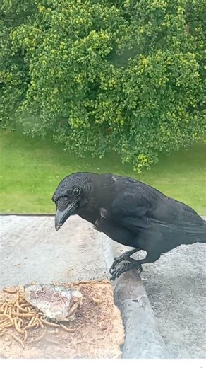 Carrion crow v sardine #crow #birds #raven #nature #wildlife