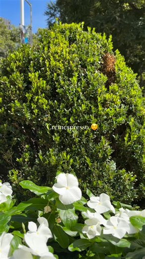 ☕️✨Sip ahhh… Taste our cream espresso available in our marketplace. #EatalyKOP #ItalianArtofLiving | Eataly King of Prussia