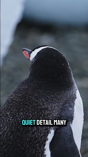 Why Penguins Work So Well Together 🐧