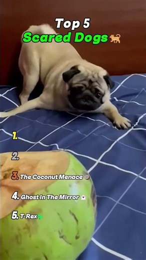 Ranking top 5 Most Dramatic Dogs 🐶🚩#dogfails #survivalinstincts #ranking