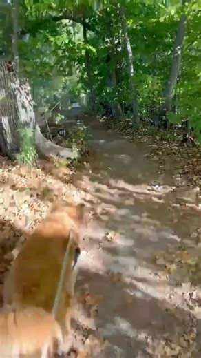 PART TWO of Making Up Lies to Get Our Shelter Animals Adopted We may slightly exaggerate some of the facts about our shelter animals... but hey, we’ll do anything to help them find a loving home. 🐾💕 If you find one of these completely factual and not-at-all made-up details endearing, weirdly relatable, or just plain hilarious — come meet your future best friend. ❤️🏠 Come see who’s telling (adorable) tall tales: 👉 brantcountyspca.com/adoptions | Brant County SPCA