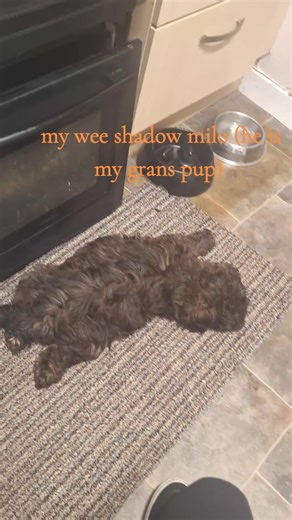 frisk the sylveon (@sparkythesylveon)’s videos with Angry Ginge x Park Life - xsuyuu ☆