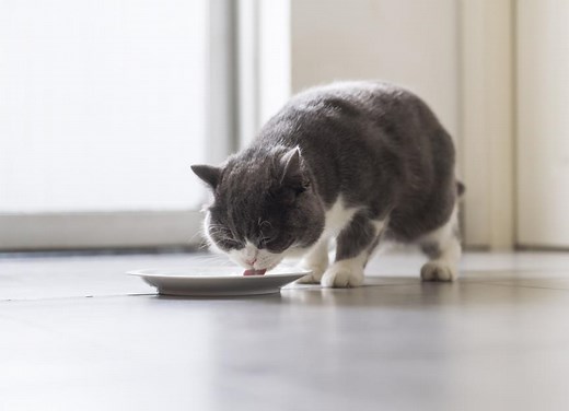 Whisker Fatigue in Cats: What It Is and How To Help