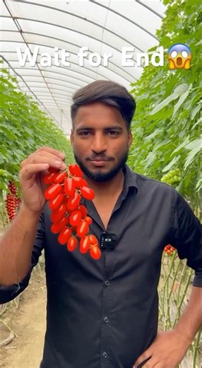 ✅✅ Is tamatar ko dekh loge to hairaan reh jaoge 😳🍅”#shorts #tomato #agriculture #organicfarming
