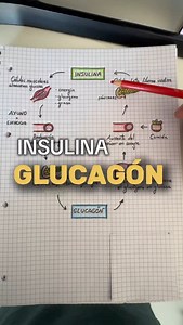 ⭕️ INSULINA Y GLUCAGÓN Como regula nuestro organismo los niveles de azúcar en sangre? 🩸 Resumen: ▪️Insulina: Cuando los niveles de glucosa en sangre aumentan, el páncreas libera dicha hormona, la cual ayuda a retirarla y almacenarla en las células. ▪️Glucagón: Cuando los niveles de glucosa en sangre decaen, el páncreas libera dicha hormona, la cual ayuda a descomponer glucógeno almacenado en glucosa, aumentando así sus niveles. ———————- 🔺Apoya mi trabajo utilizando mi código de descuento -10% 