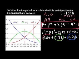 How to understand Hardy-Weinberg problems