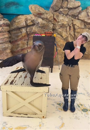 鳥羽水族館 カリフォルニアアシカ「シルク」の手（ヒレ）が当たっちゃった瞬間