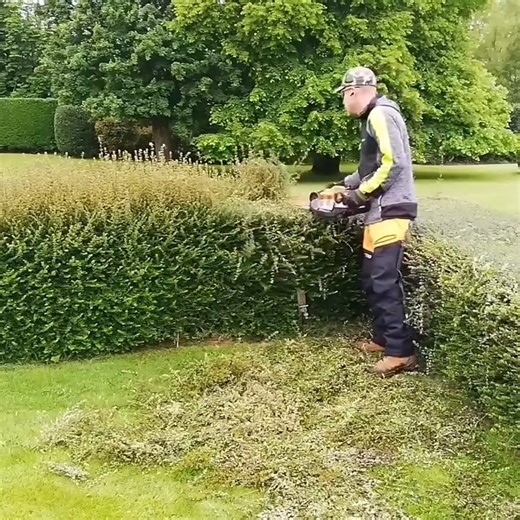 1.5M views · 7K reactions | AMAZING Hedge Recovery_ Trimming An Overgrown FORMAL HEDGE | Kustorez | Facebook