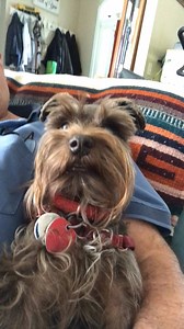 56K views · 742 reactions | Winnegan be watching the movie “The Nut Job” on TV and be so very worried that the squirrels no get their nuts for winter, aye! 06.05 ♥♥ Hearing Alert Service Dog for one; Therapy Dog for over 17 million daily in 107 countries with adventures, blessings and wisdom. ©2017 Finnegan McNeil - U.S. and World Rights Reserved #winnegan | Finnegan McNeil | Facebook