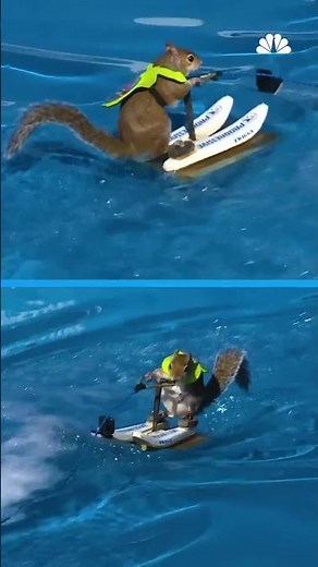 Twiggy the water-skiing squirrel thrills crowds at Carolina Classic Fair