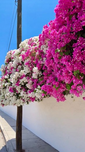 La casa más colorida de la ciudad 🏡🌿🌺 | Hector Reyes
