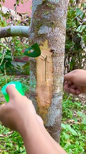 AMAZING GRAFTING technique using DORMAN Scion of Black Thorn #durian #ochee #grafting | Borneo Forester
