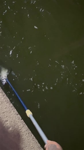 1.7K views · 66 reactions | Brad Henline catching a blue cat at the Ohio River Dam #fishing #catfishfishing #kidsfishing #damfishing | BayouBelle | Facebook