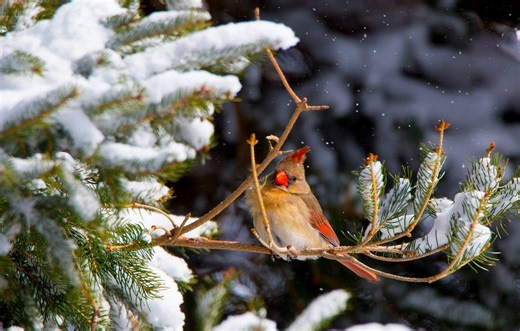 How to create winter shelter for birds