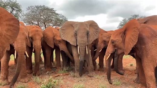 Sheldrick Wildlife Trust on Instagram: "Wait for it… Sagala absolutely nailed her brand new baby’s debut! Right after giving birth, she headed to our Voi stockades so she could share the moment with her human-elephant family. As you can see, the dependent orphans were delighted to meet their new baby ‘cousin.’ Not so long ago, Sagala was a dependent orphan herself. Although she is now living wild, she remains deeply bonded to the people who rescued and raised her for the better part of a decade.