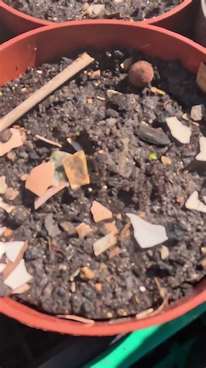 Chapter 29. The Orchard of Carlos Bici's Adventures