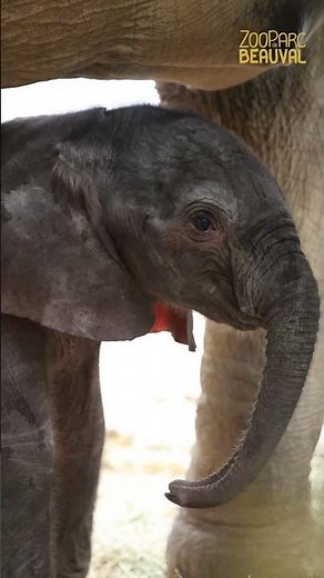 La petit éléphante de Beauval s'appelle.. Himba !