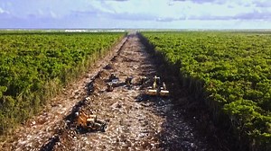 Mexico is rushing to complete a new train line around the Yucatán Peninsula, linking tourist resorts with cities and famous Maya sites. But large areas of tropical forest have been cut down and activists say a unique network of sinkholes called cenotes are also at risk. What price is Mexico willing to pay for progress? | Business Insider