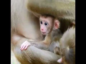Baby Monkey Crying Loudly After Mommy Pushes Her Down