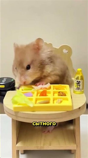 Impossible not to smile #hamsters #cute